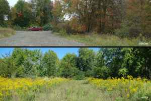 A before/after image collage. The top image shows a gravel and asphalt road cutting through a meadow with trees in the background. The bottom image shows the restored meadow once the road was removed. The new meadow is noticeably shorter and greener than the surrounding meadow.