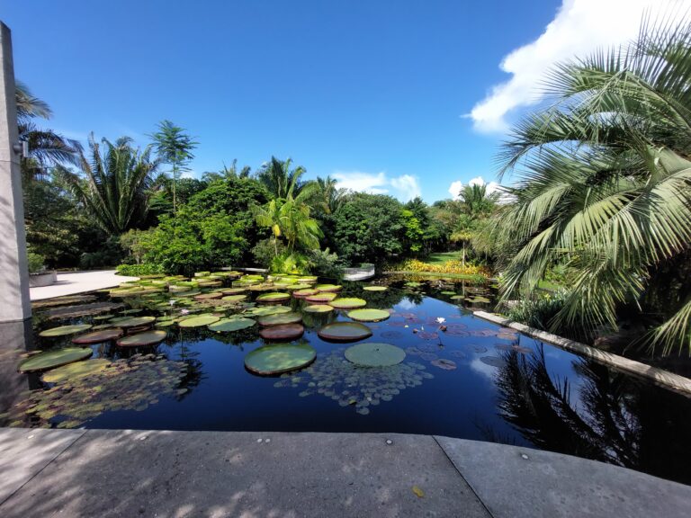 A view looking out over a large pond with lillypads and other plants in the water. Another pond and tropical garden plants are in the background.