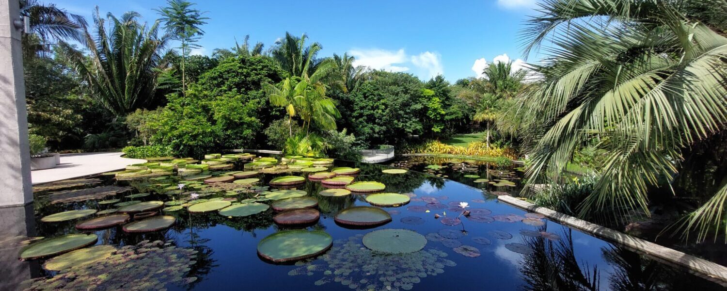 A cropped view looking out over a large pond with lillypads and other plants in the water. Another pond and tropical garden plants are in the background.