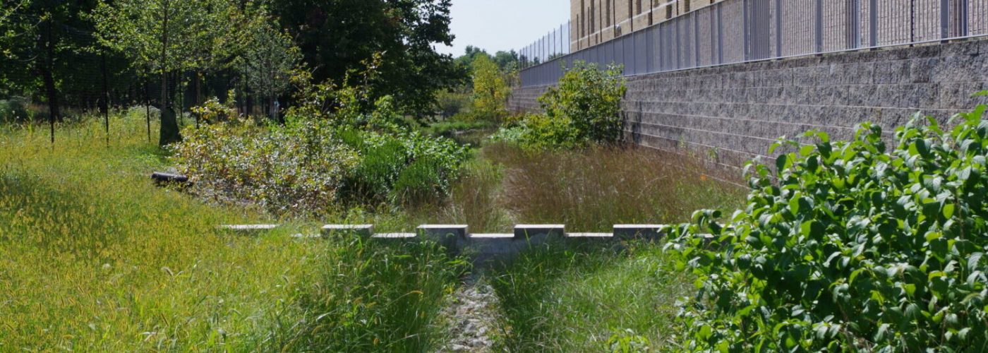 A shorter concrete weir peaks out from green and bronze plantings around the bioswale.