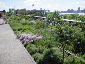 A photograph of a planting bed on the High Line in summer. Most plants are green with leaves and a few are blooming with pink and purple flowers.