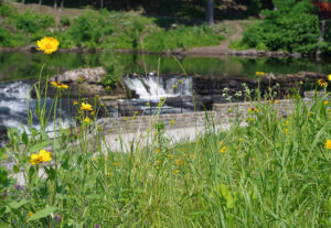 A photograph of wildflowers blooming in the foreground, with the path to the overlook seen beyond, and the top of the falls in the background.