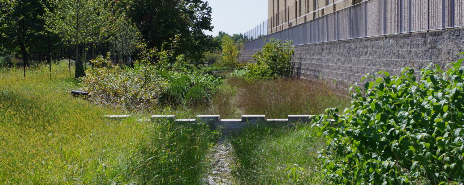 A shorter concrete weir peaks out from green and bronze plantings around the bioswale.