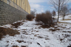 A photograph of the future bioswale location. Snow is on the ground, and two lines of tall shrubs, separated by several feet, extend away from the viewer.