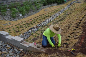In process construction of the bioswale. A worker in a neon green shirt and straw hat is kneeling to plant a plug along the bioswale banks. Already planted plugs are seen in the background.