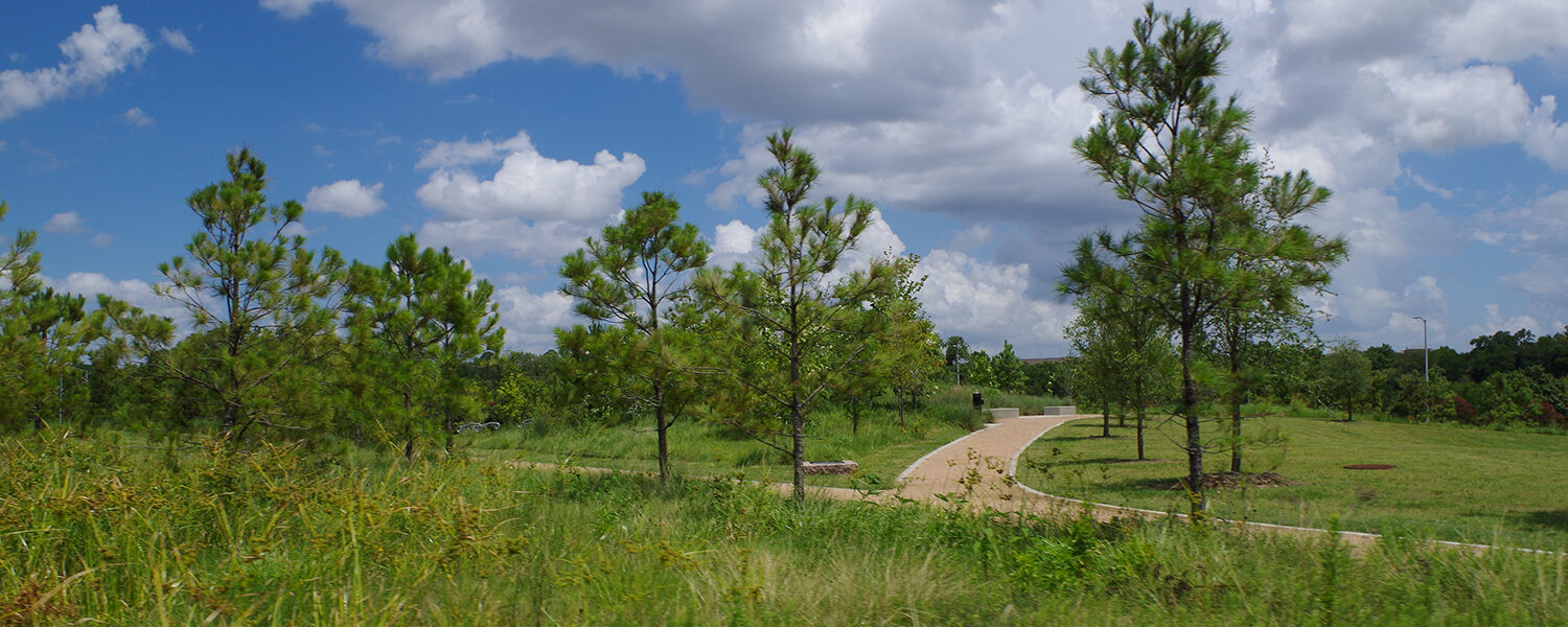 A cropped photograph of Buffalo Bayou Park. Tall grasses are in the foreground with two intersecting paths and trees in the distance.
